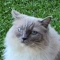 Användarens profilbild
