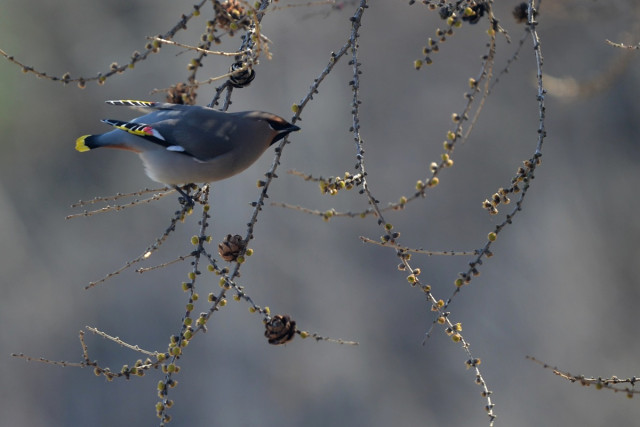 DSC_0981 1200.jpg