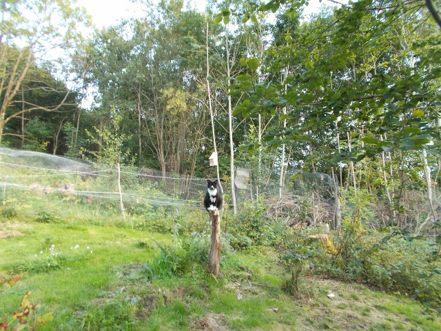 Murre 001 (640x480).jpg