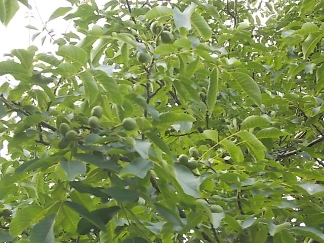 DSCN5482.JPG