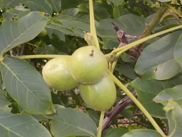DSCN5483.JPG