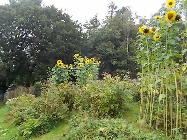 DSCN5516.JPG