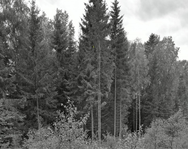 WP_20170907_18_15_06_Pro (3).jpg