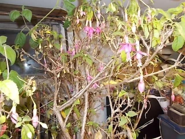 DSCN5733.JPG