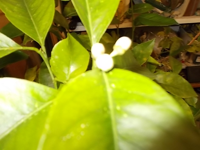 DSCN5735.JPG