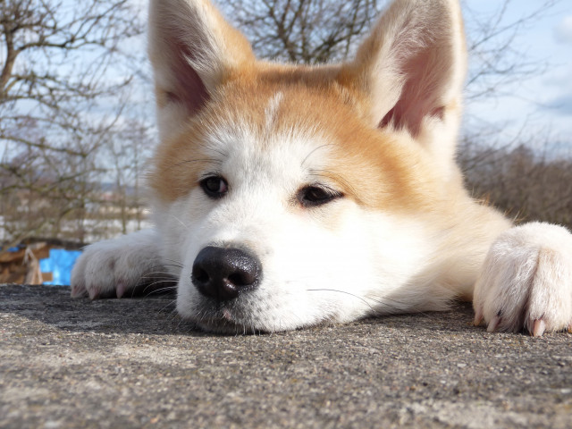 Japanese-Akita-Inu-Dog-Breed.jpg