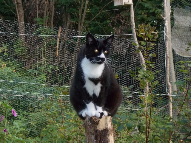 Murre 004 (640x480).jpg