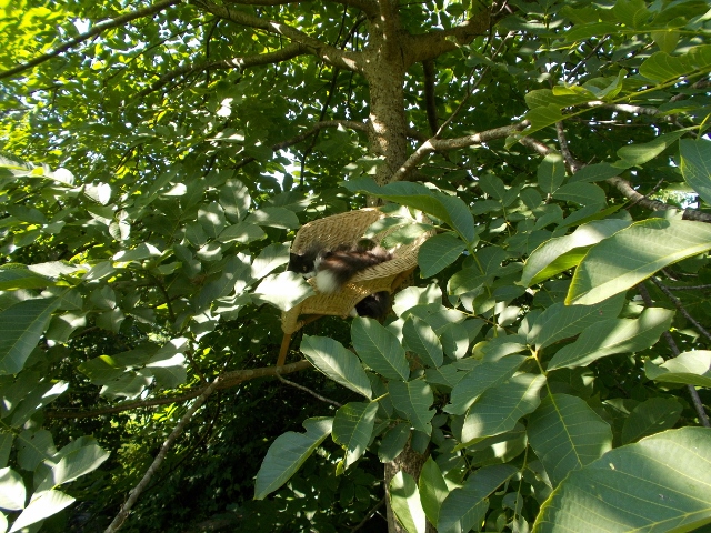 Figaro 004 (640x480).jpg
