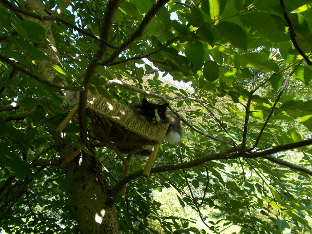 Figaro 001 (640x480).jpg