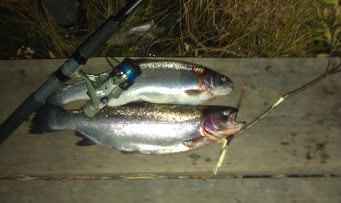 brygga.fisk.jpg