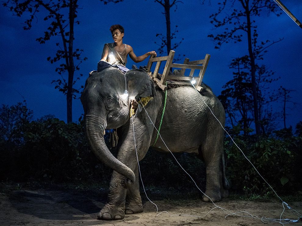 elephant.jpg