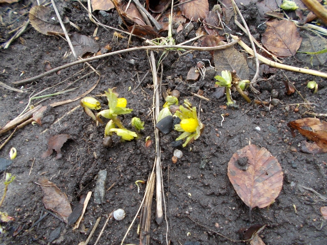 20160210 002 (640x480).jpg