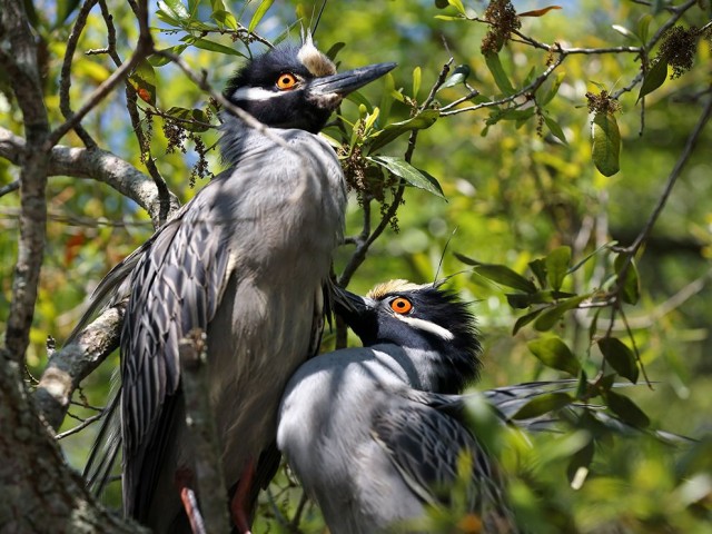 herons-entwined_94165_990x742.jpg