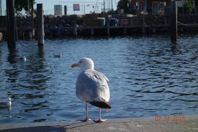 DSC01515.JPG