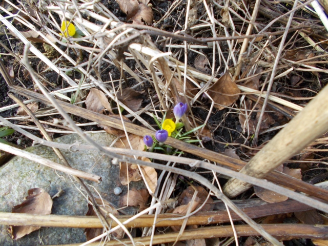 Vårblommor 001 (640x480).jpg