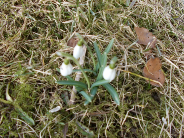 Vårblommor 005 (640x480).jpg