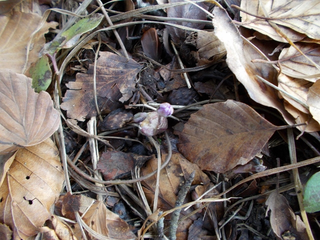 Vårblommor 003 (640x480).jpg