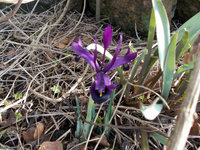 Vårblommor2 001 (640x480).jpg