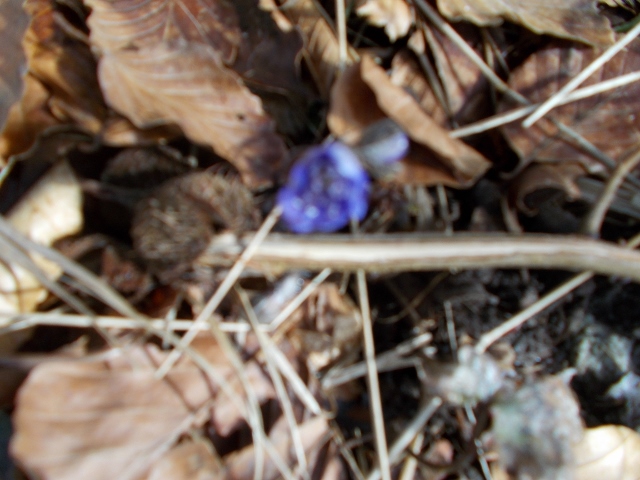 Vårblommor2 002 (640x480).jpg