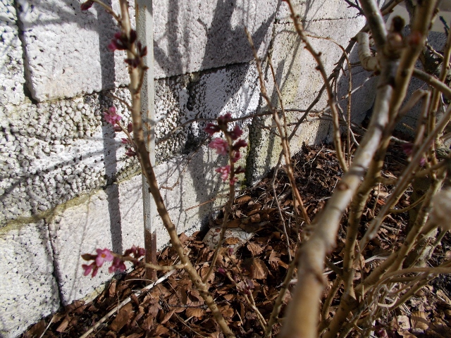 Vårblommor2 004 (640x480).jpg