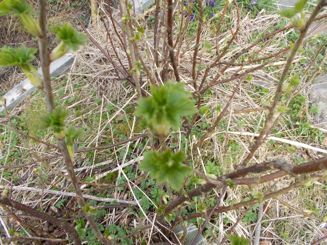 10 April 003 (640x480).jpg