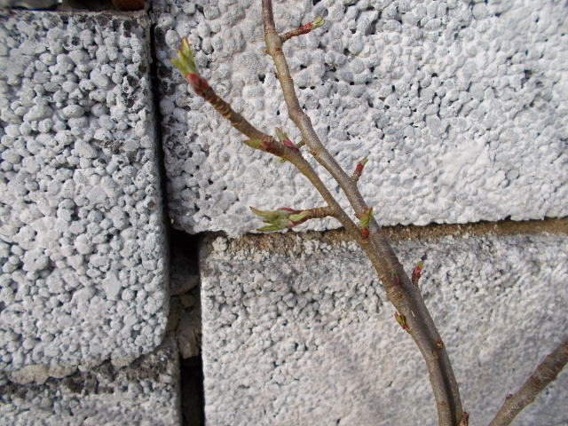 10 April 005 (640x480).jpg