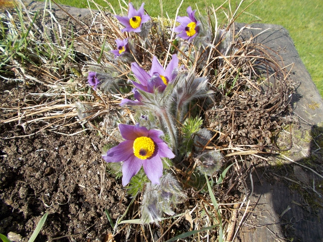 Blommor 001 (640x480).jpg