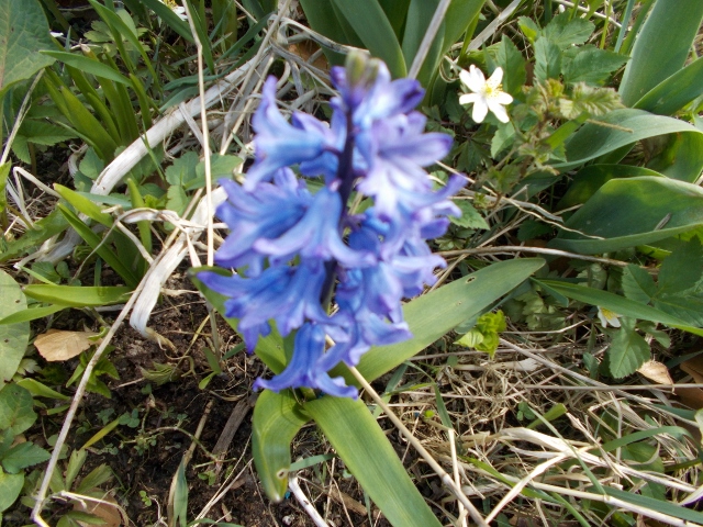 Blommor 003 (640x480).jpg