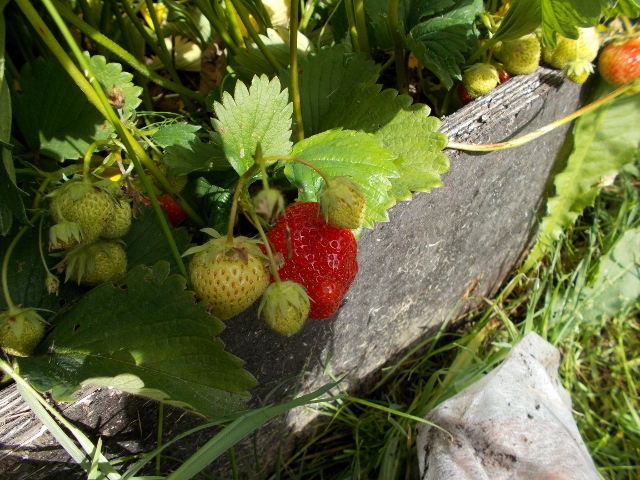 Midsommarafton 005 (640x480).jpg