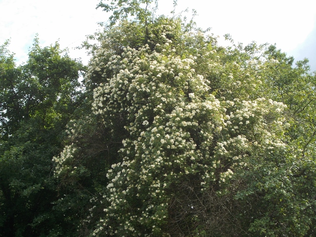 Klätteros 005 (640x480).jpg