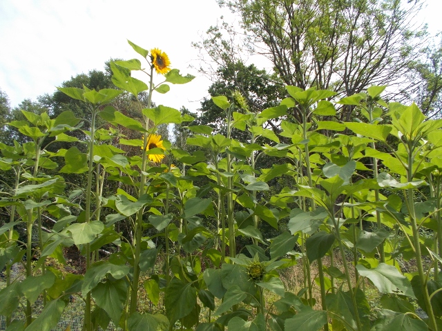 solros 005 (640x480).jpg