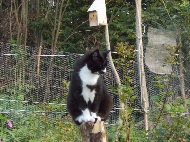 Murre 003 (640x480).jpg