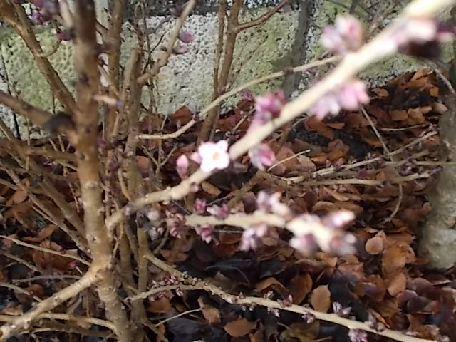 Första blommorna 2017 001.JPG