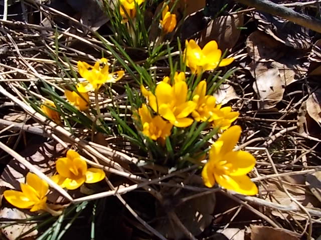 Vårblommor 001.JPG