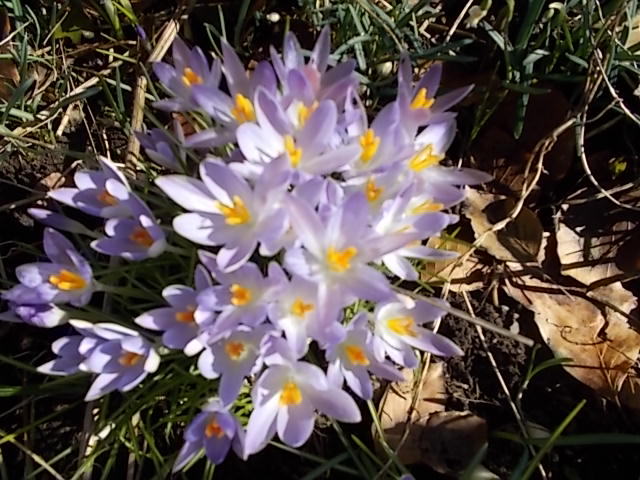 Vårblommor 002.JPG