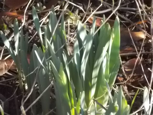 Vårblommor 005.JPG