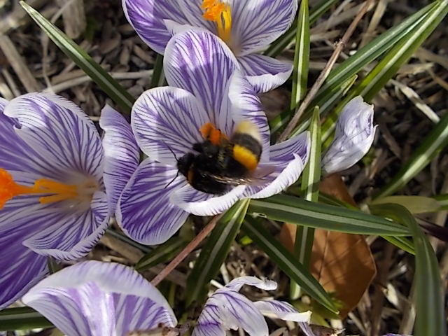Humlor 002.JPG
