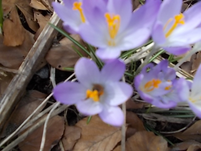 Humlor 004.JPG